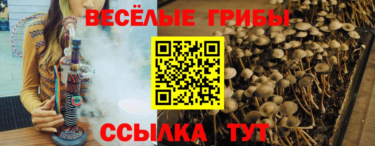 Галлюциногенные грибы Psilocybe Артём